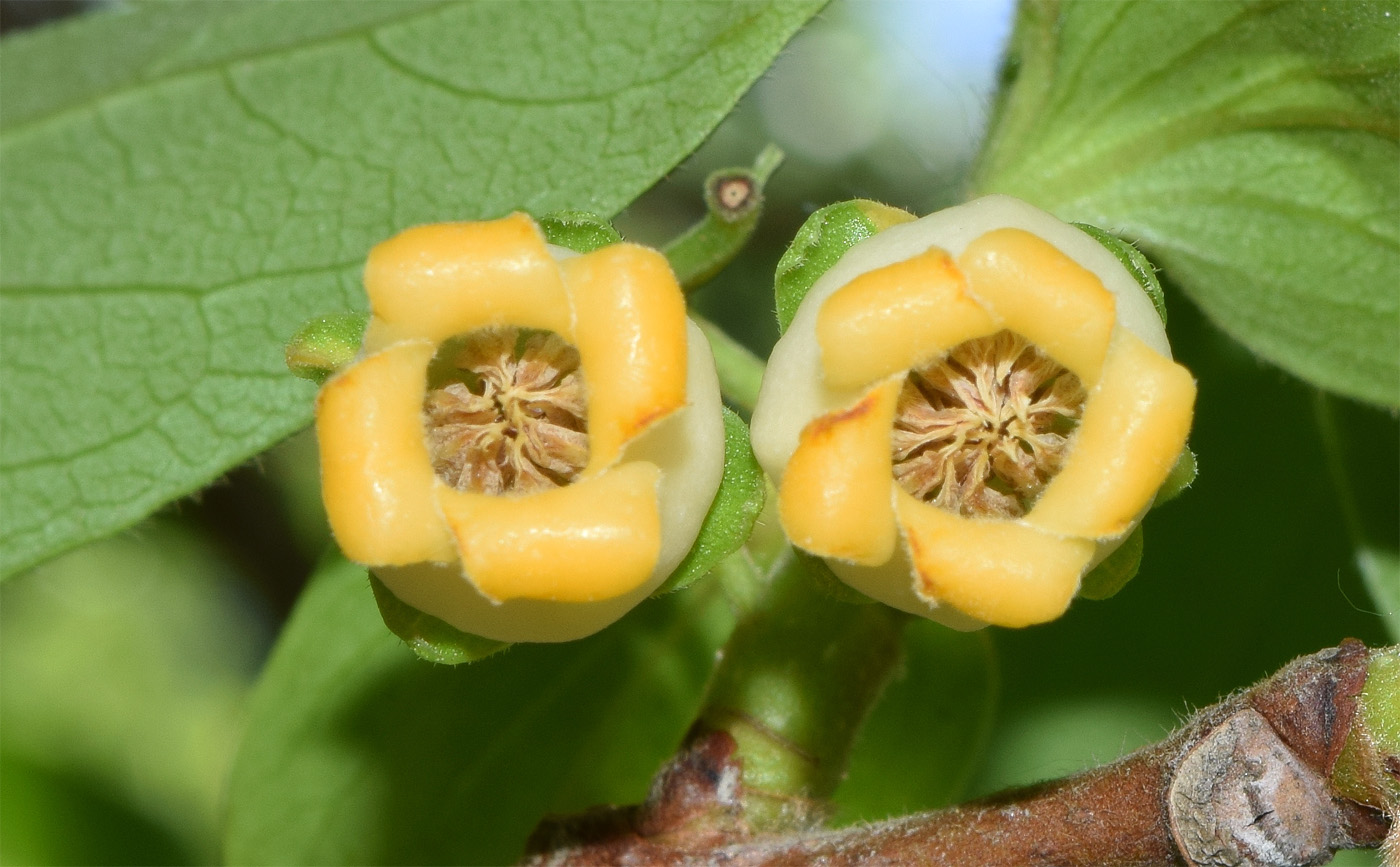 Image of Diospyros kaki specimen.