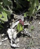 Euphorbia cooperi. Побег с соплодием. Израиль, Шарон, г. Тель-Авив, ботанический сад \"Сад кактусов\". 16.04.2018.