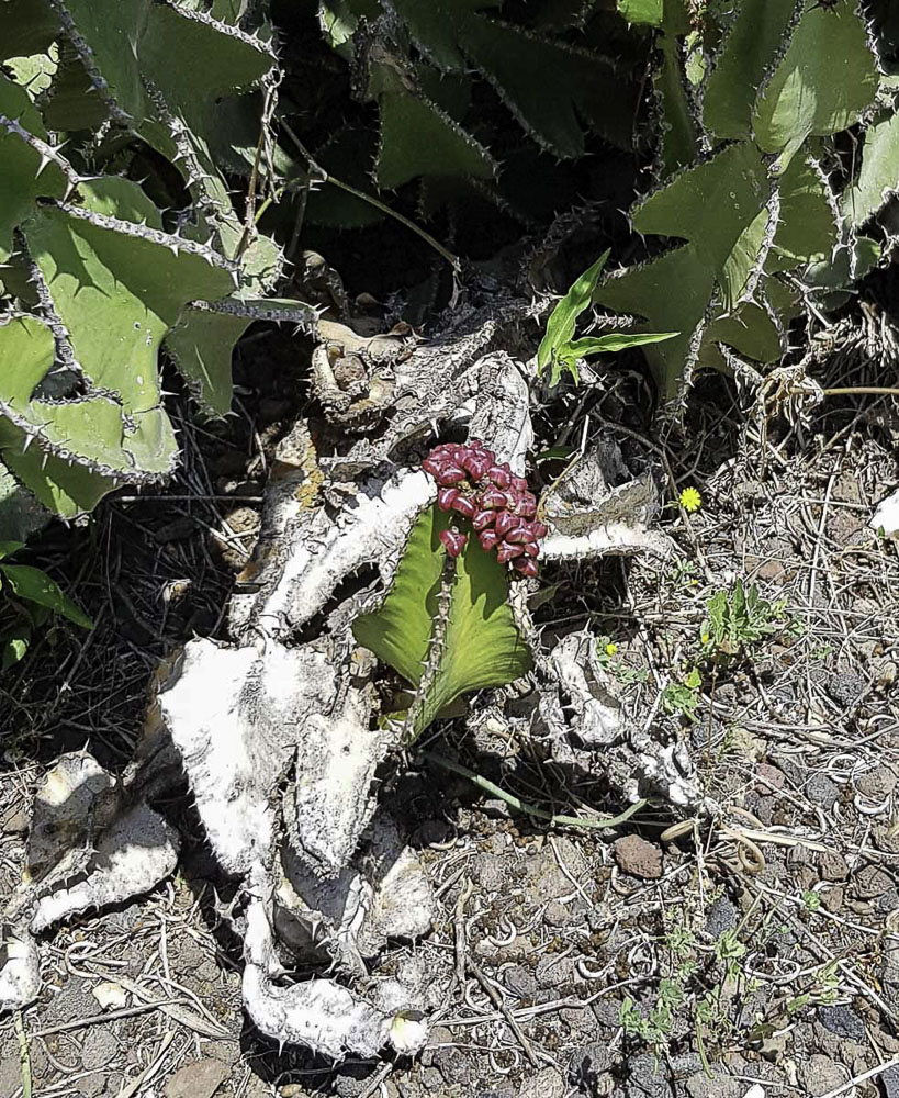 Image of Euphorbia cooperi specimen.