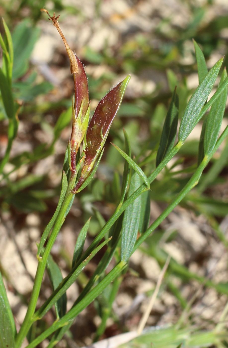 Image of Genista suanica specimen.