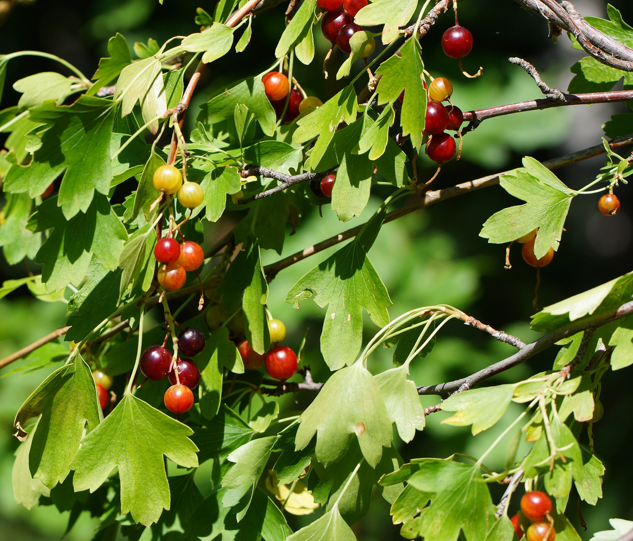 Изображение особи Ribes aureum.