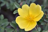 genus Rosa