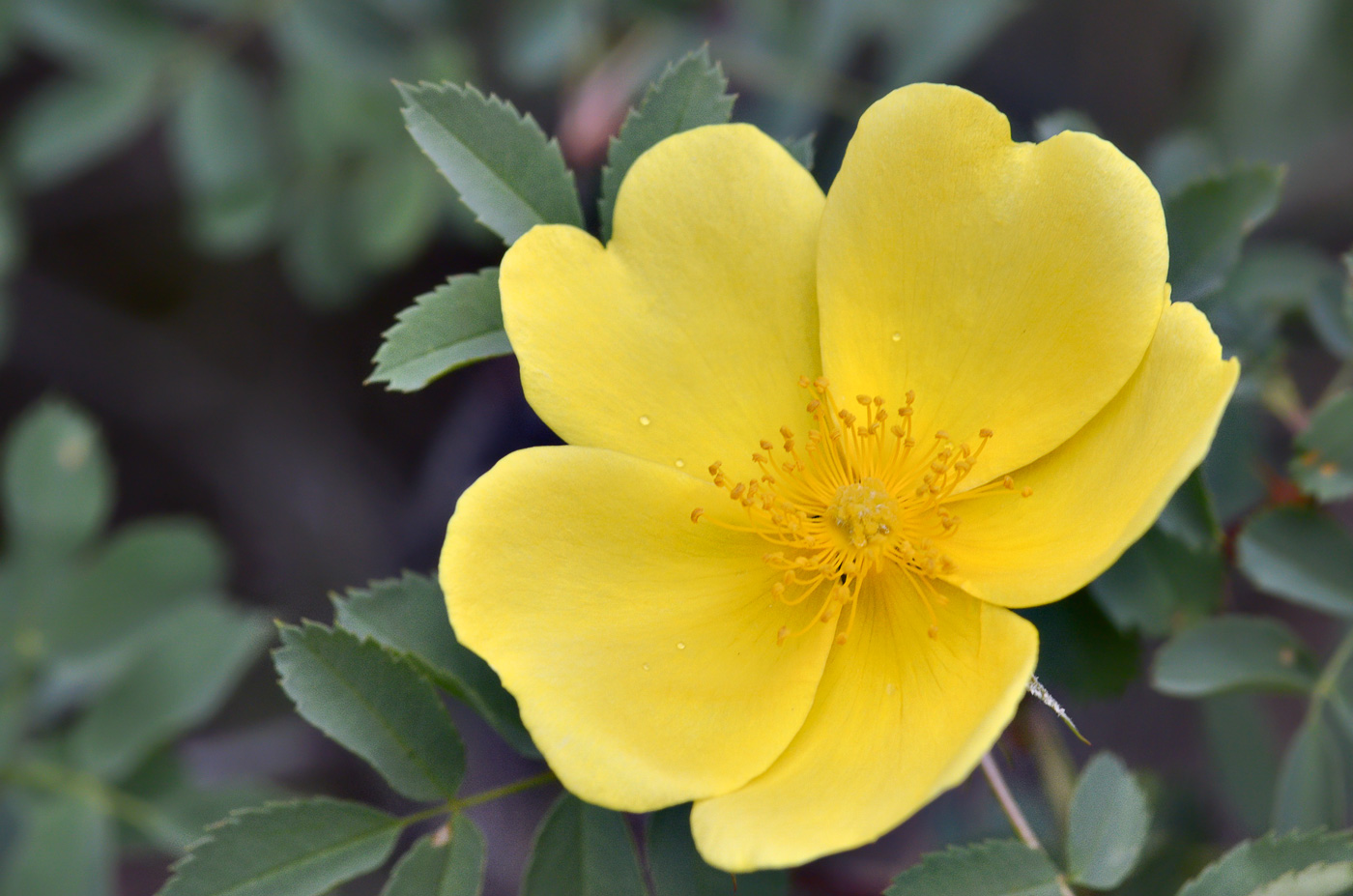 Image of genus Rosa specimen.