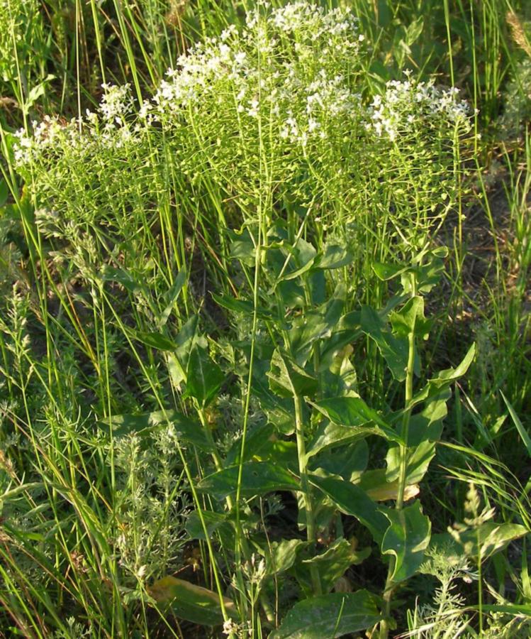 Image of Cardaria draba specimen.