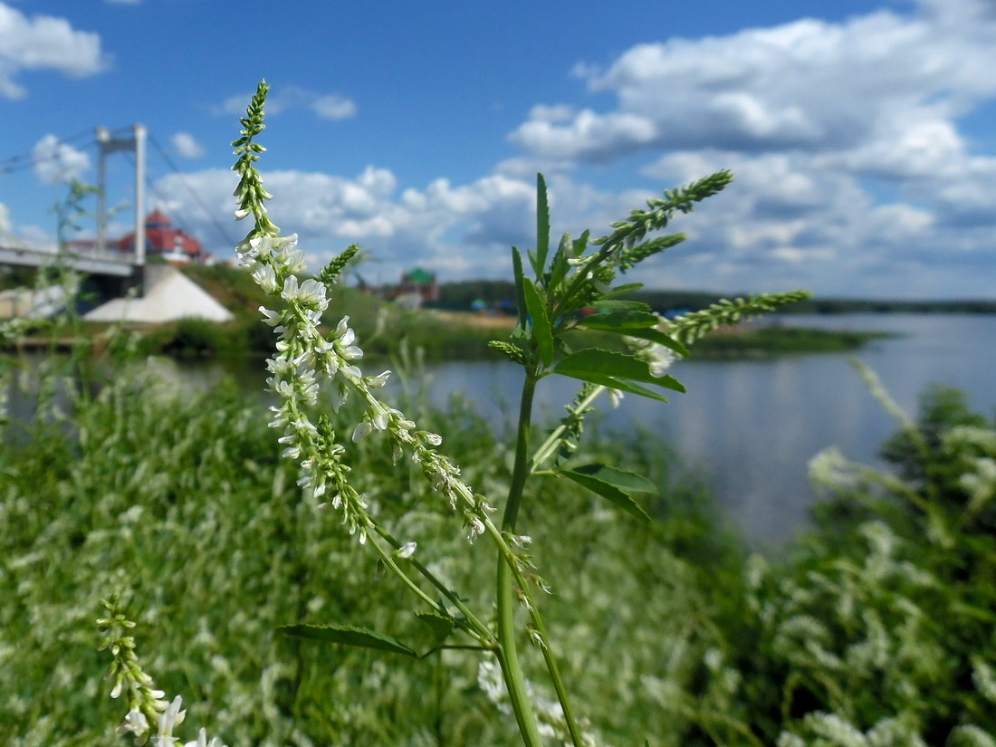 Изображение особи Melilotus albus.