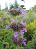 genus Clinopodium