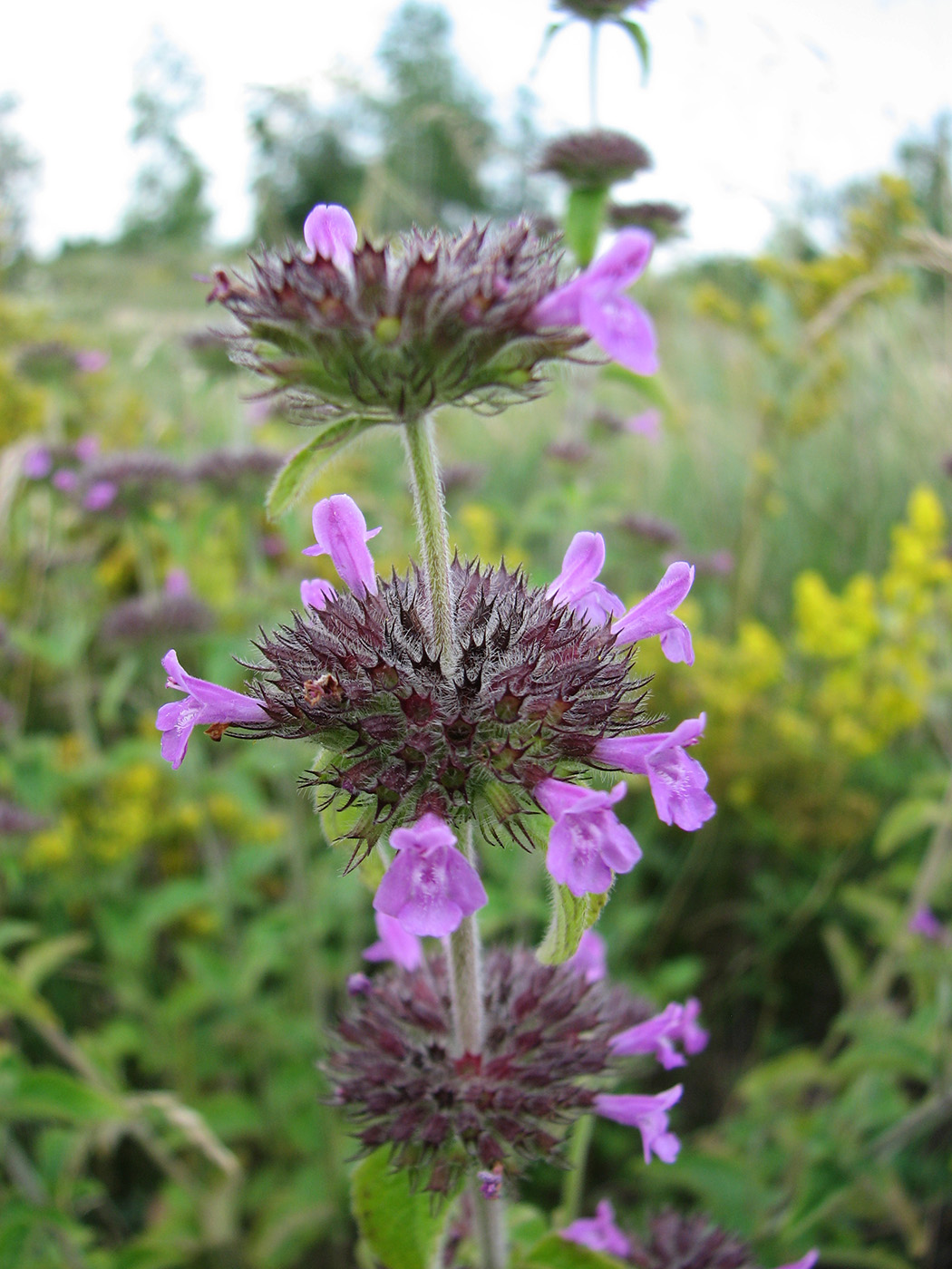 Image of Clinopodium vulgare specimen.