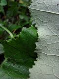 Petasites hybridus