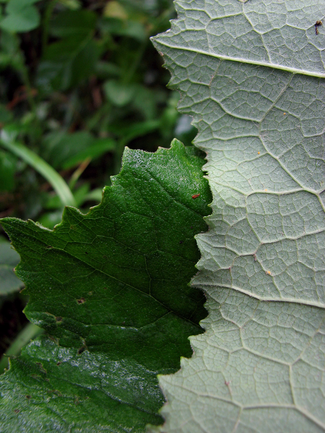 Image of Petasites hybridus specimen.