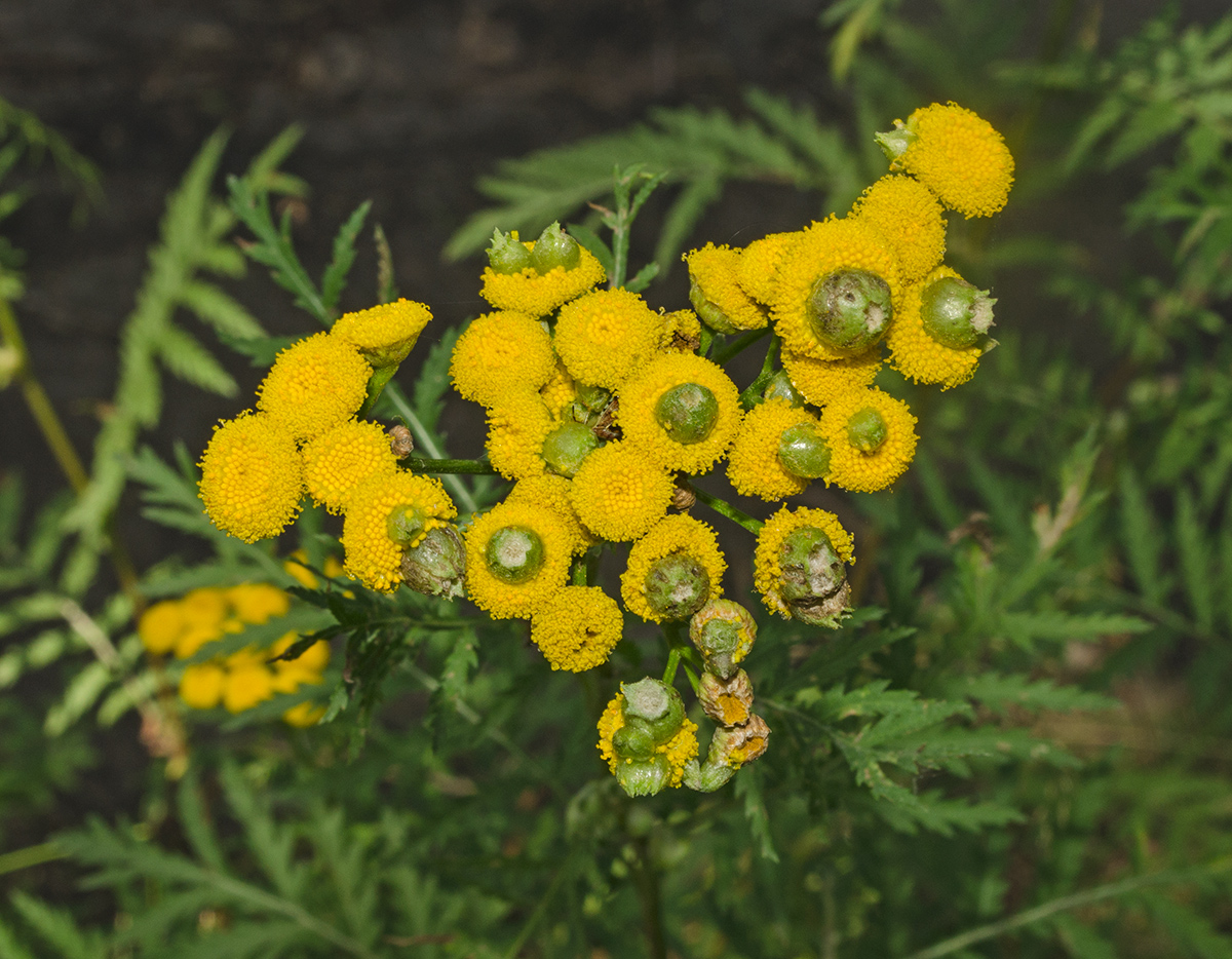 Изображение особи Tanacetum vulgare.