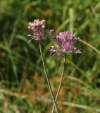 Allium pallasii