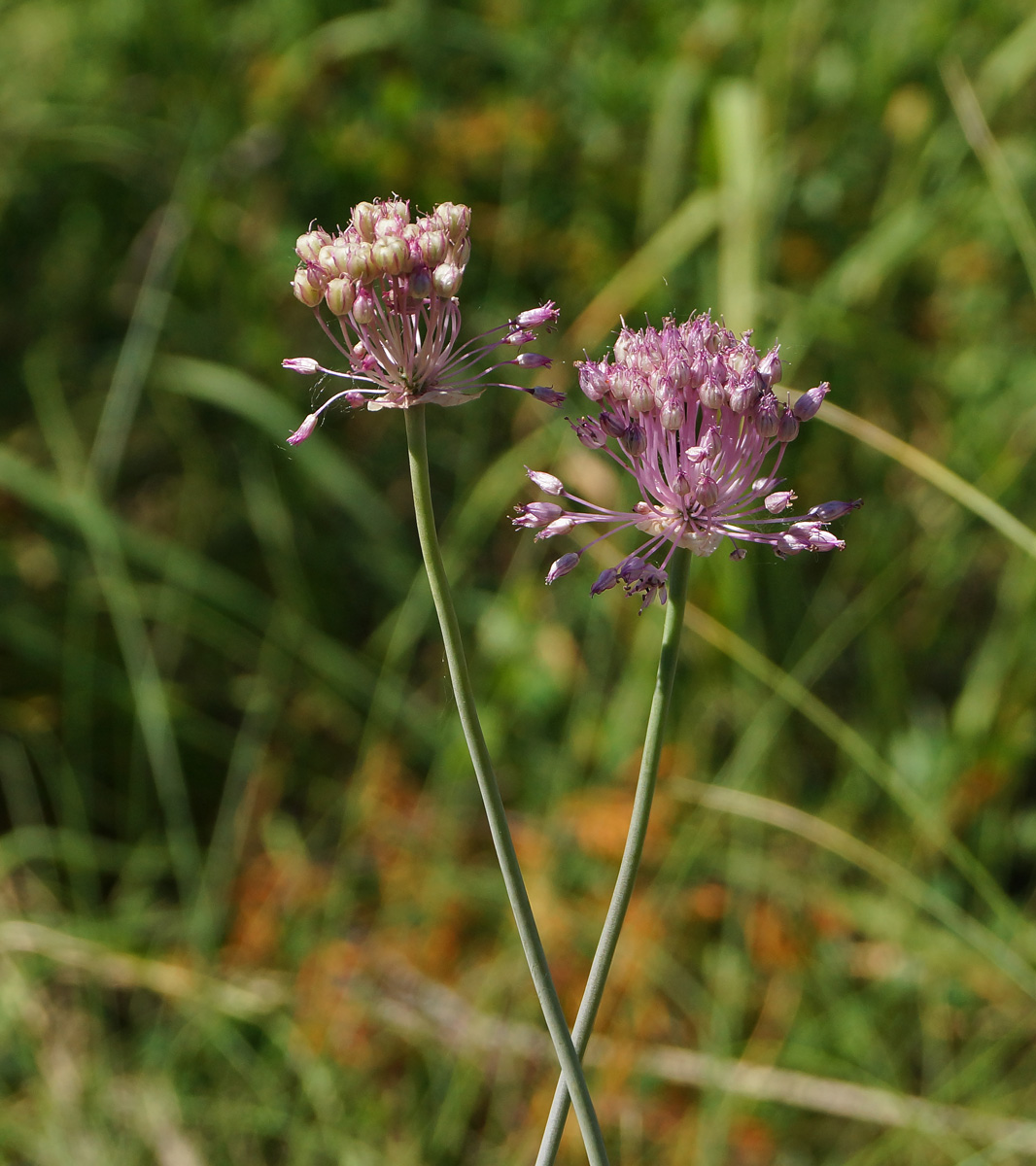 Изображение особи Allium pallasii.