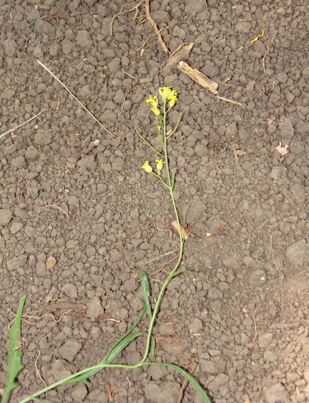 Image of Sisymbrium polymorphum specimen.