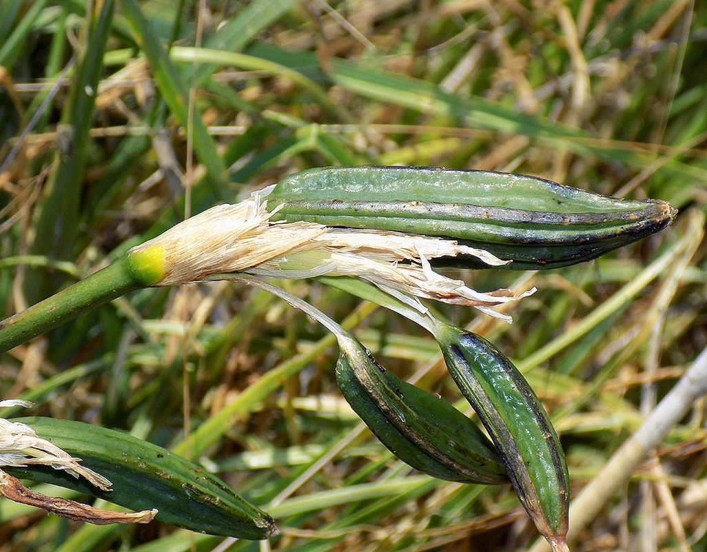 Image of Iris pseudacorus specimen.