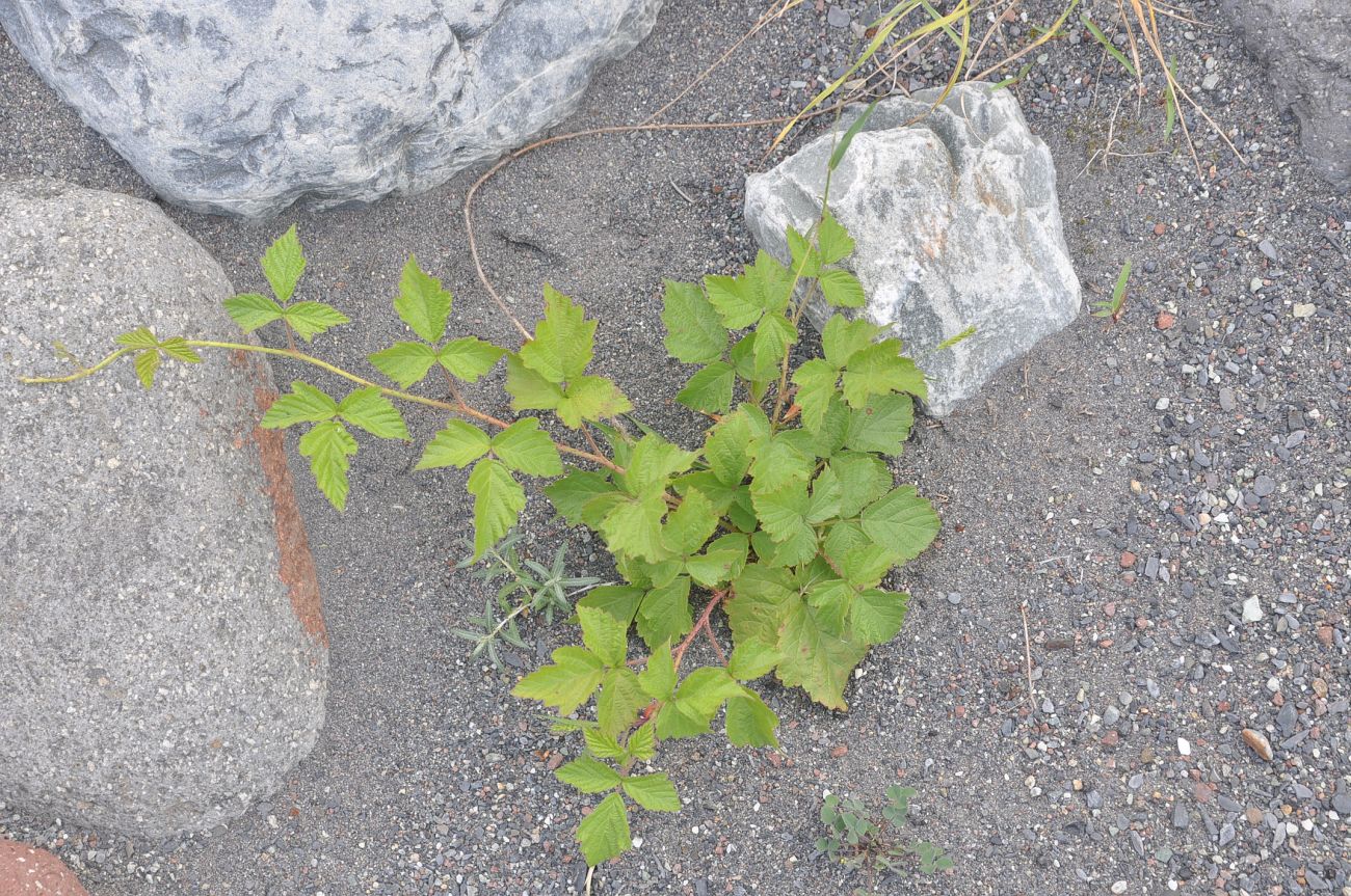 Изображение особи род Rubus.