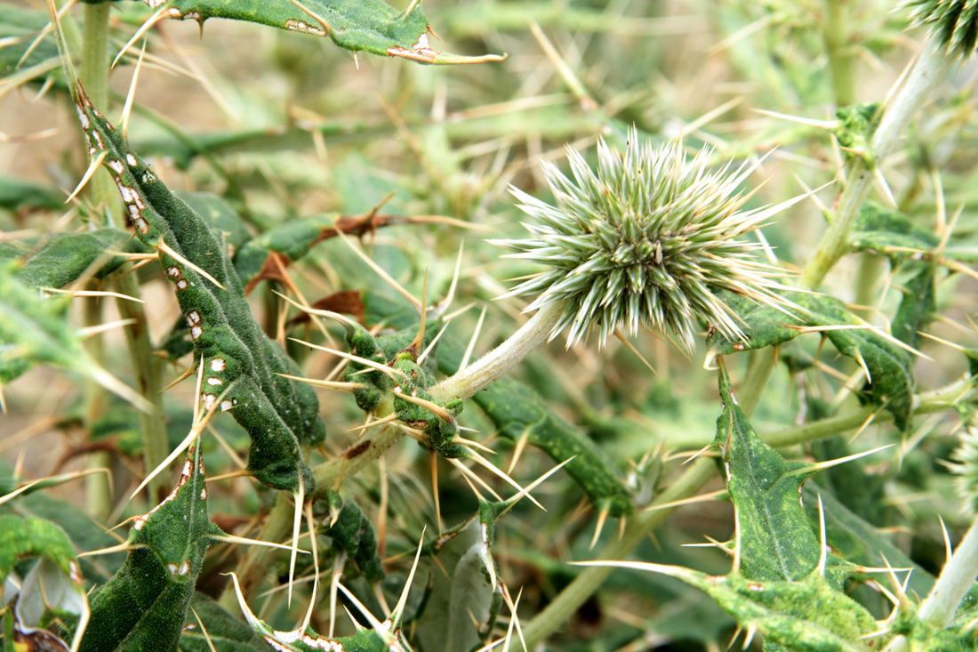 Изображение особи Echinops lipskyi.