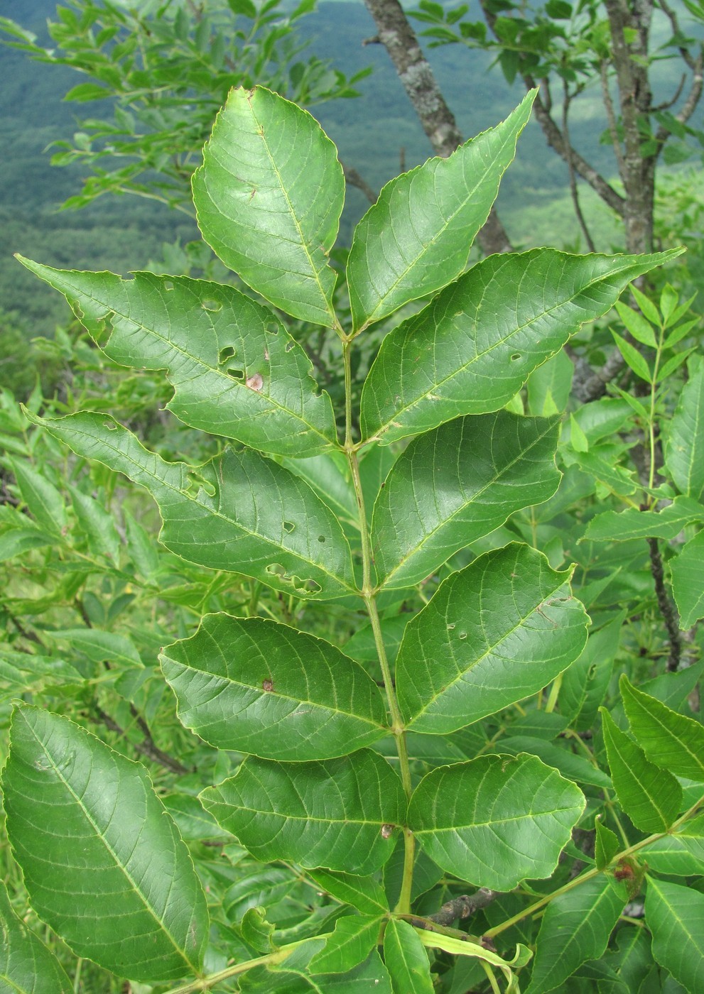 Изображение особи Fraxinus excelsior.