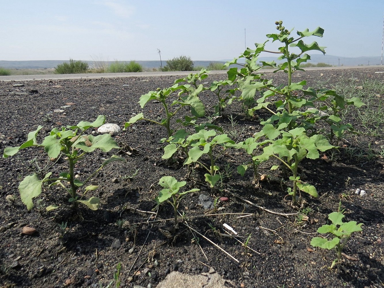 Изображение особи Xanthium strumarium.