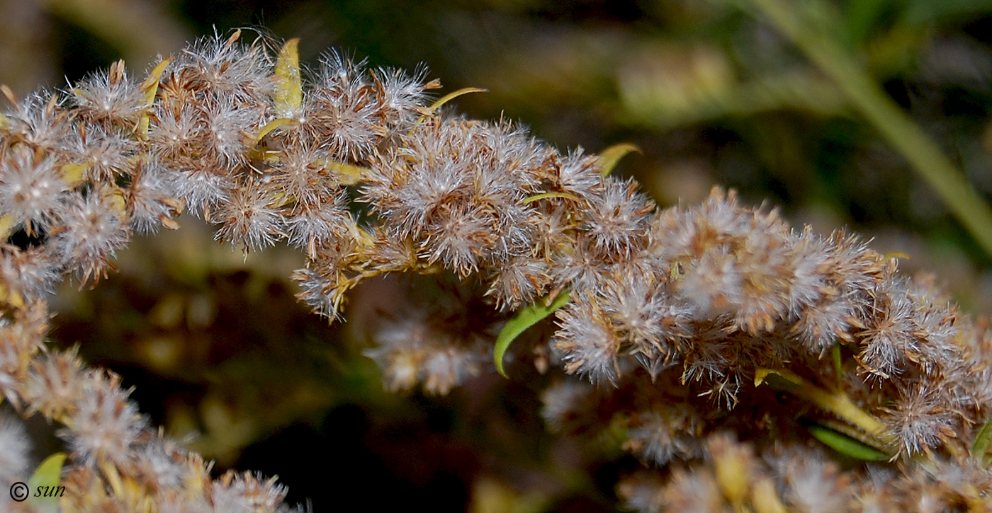 Изображение особи Solidago canadensis.