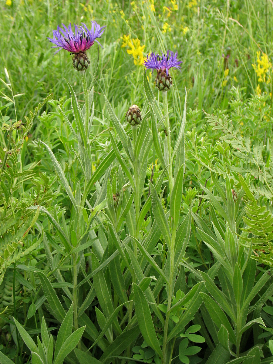 Изображение особи Centaurea stricta.