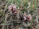 Pedicularis karatavica. Цветущее растение. Тянь-Шань, хр. Таласский, предгорная равнина по левому борту каньона Коксай, степь. 23.04.2018.