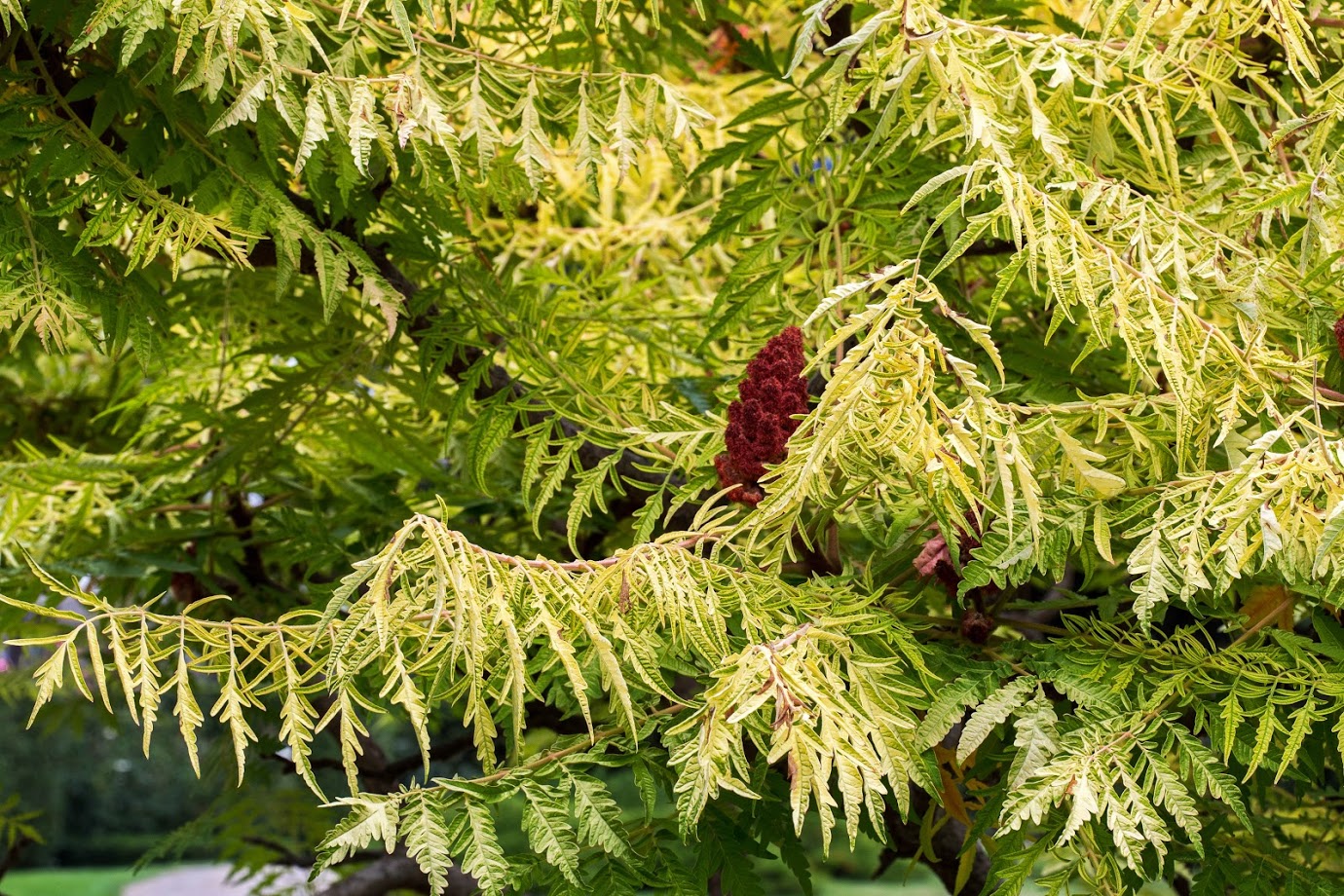 Image of Rhus typhina f. laciniata specimen.