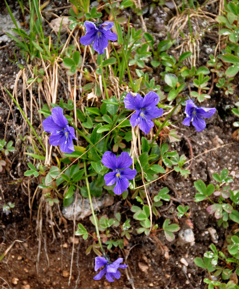 Изображение особи Viola altaica.