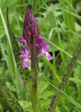 Dactylorhiza incarnata. Верхушка цветущего растения. Северная Осетия, север Осетинской равнины, правобережье р. Урсдон. 09.05.2010.