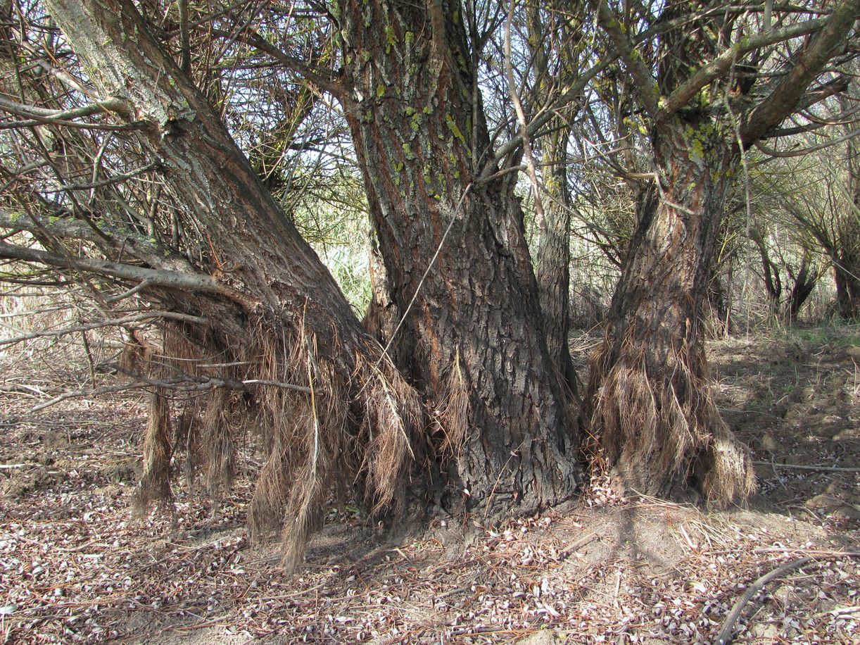 Image of Salix babylonica specimen.