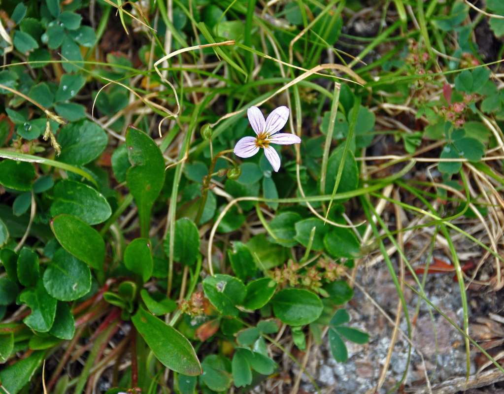 Изображение особи род Claytonia.