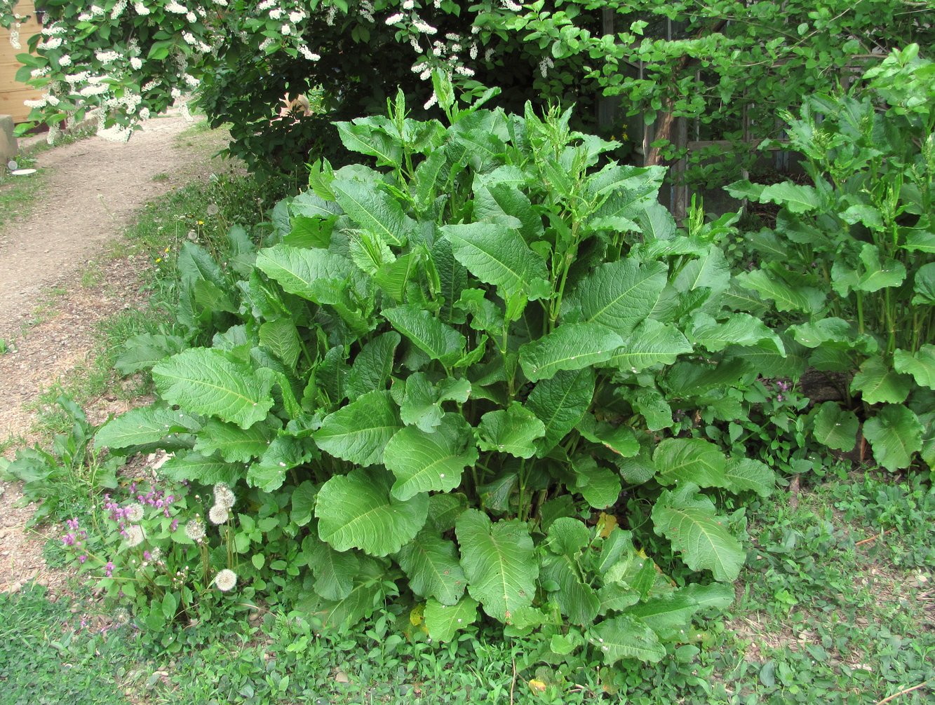 Изображение особи Rumex obtusifolius.