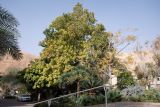Ceiba pentandra