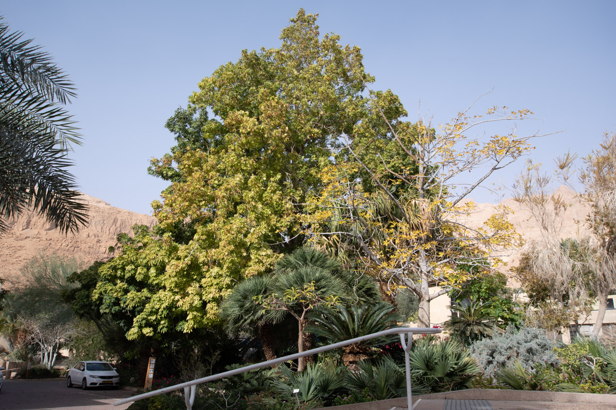 Image of Ceiba pentandra specimen.