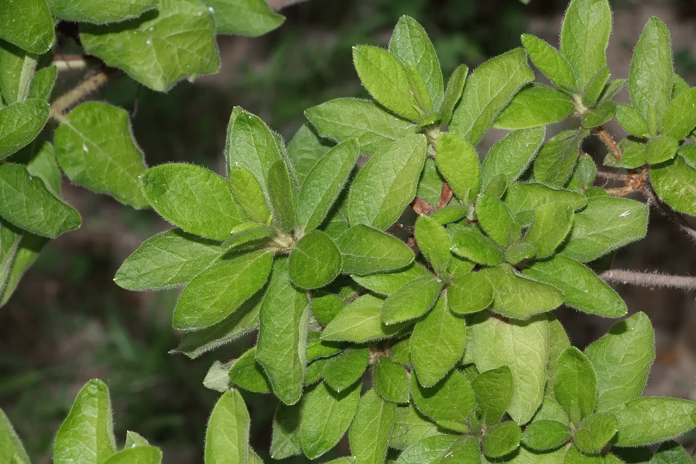 Image of Rhododendron simsii specimen.