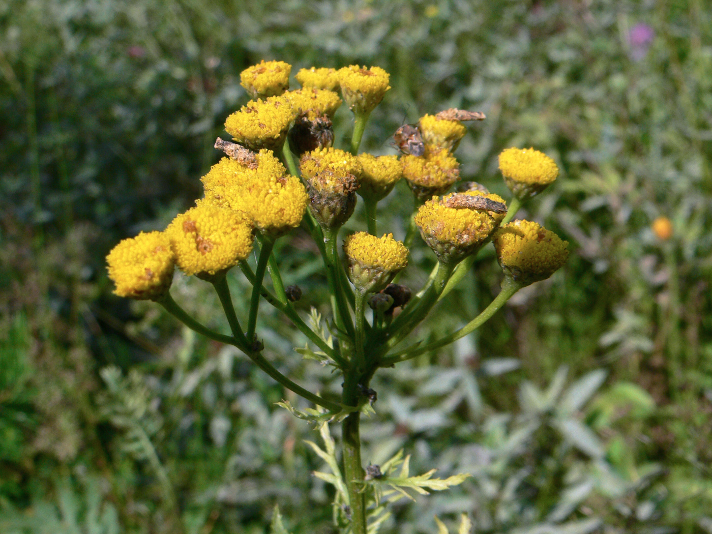 Image of Tanacetum vulgare specimen.