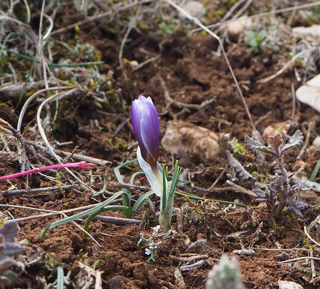 Изображение особи Crocus tauricus.