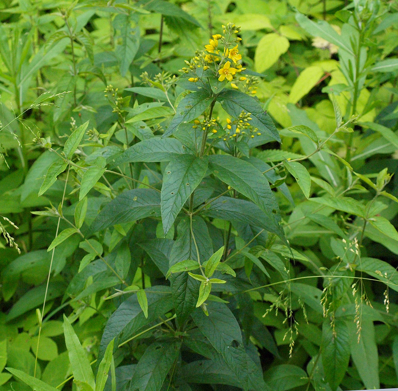 Изображение особи Lysimachia vulgaris.