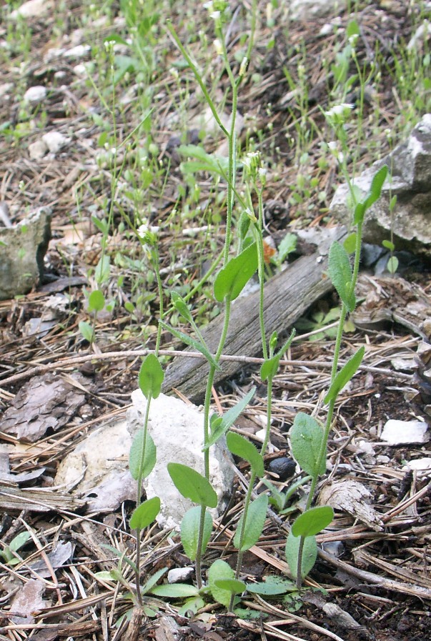 Image of Arabis auriculata specimen.