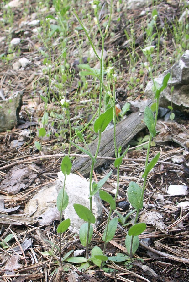 Изображение особи Arabis auriculata.