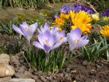 Crocus vernus