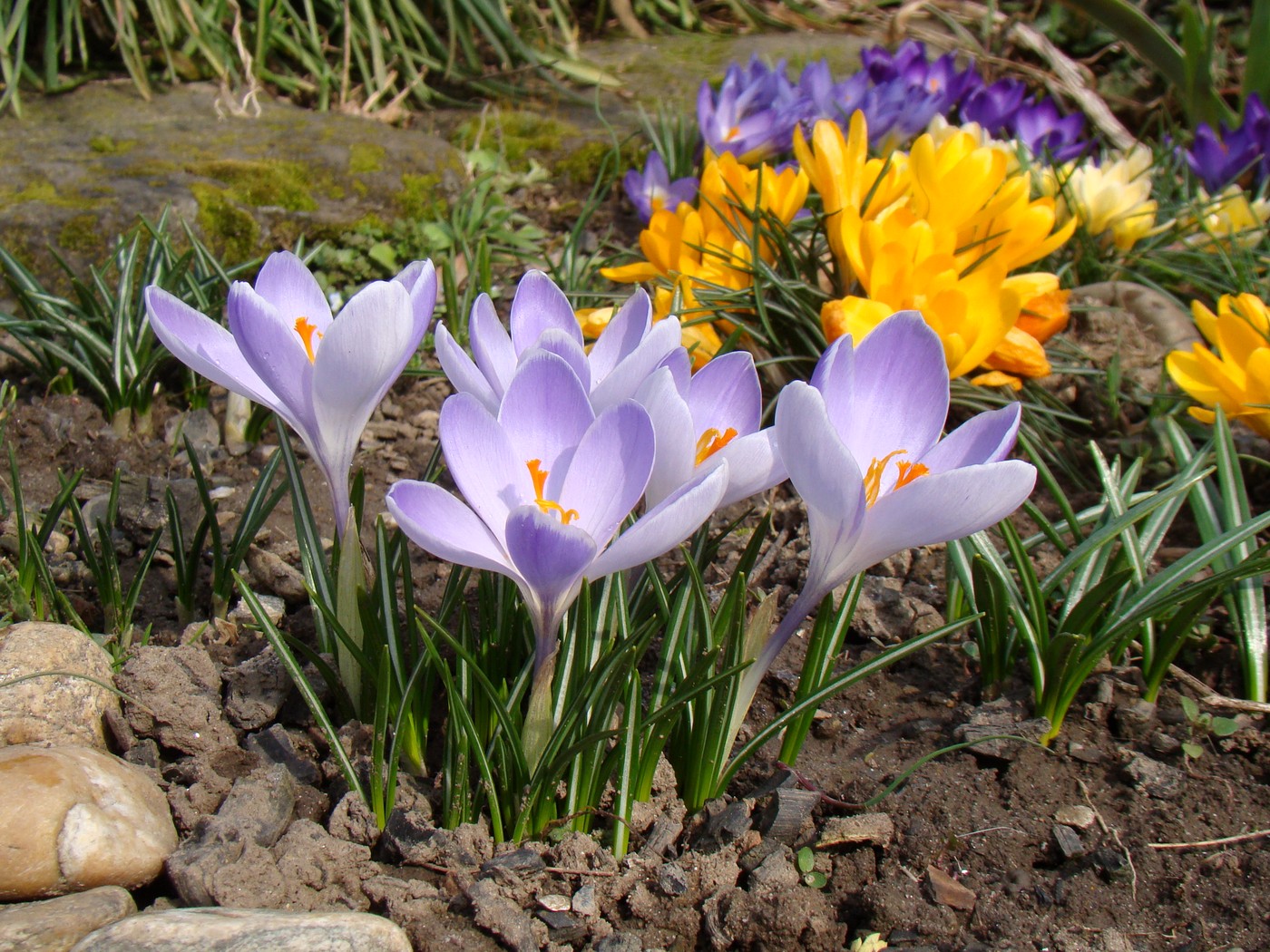 Изображение особи Crocus vernus.