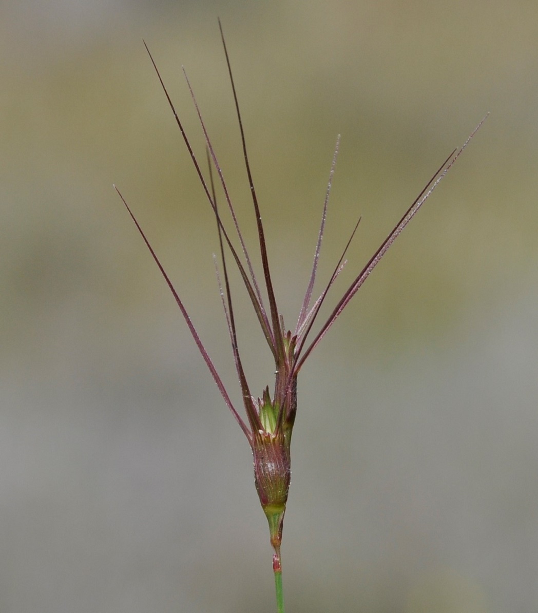 Изображение особи Aegilops biuncialis.