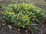 Gagea lutea