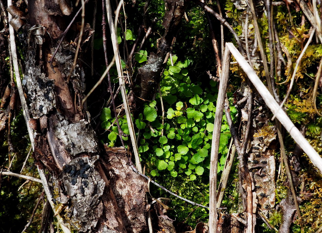 Image of Chrysosplenium filipes specimen.