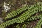 Asplenium trichomanes