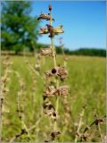 Salvia stepposa. Верхушка побега с соплодием. Чувашия, окр. г. Шумерля, Кумашкинский заказник, Соколова поляна. 6 июля 2010 г.