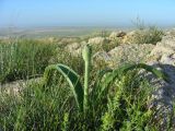 Allium caspium