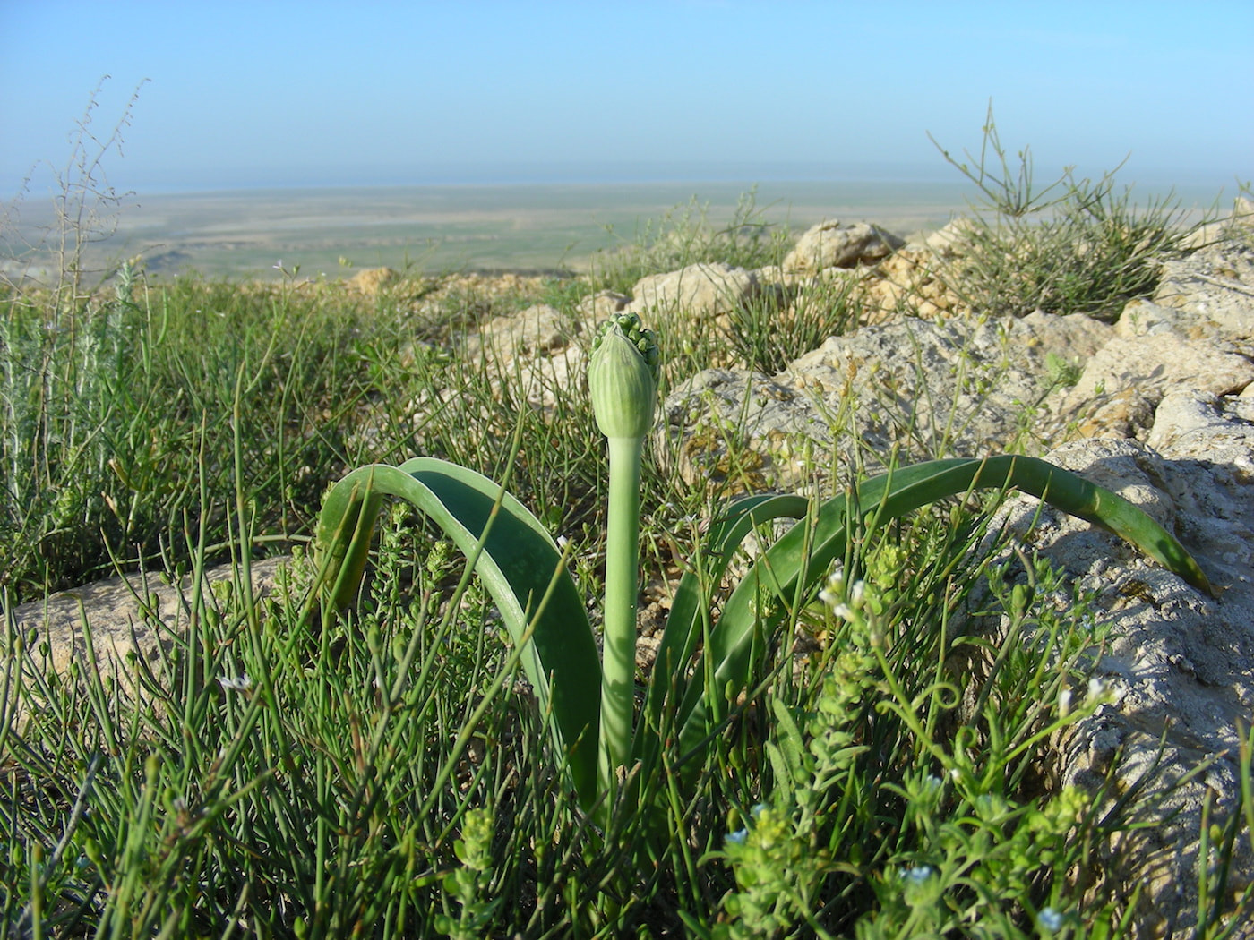 Изображение особи Allium caspium.