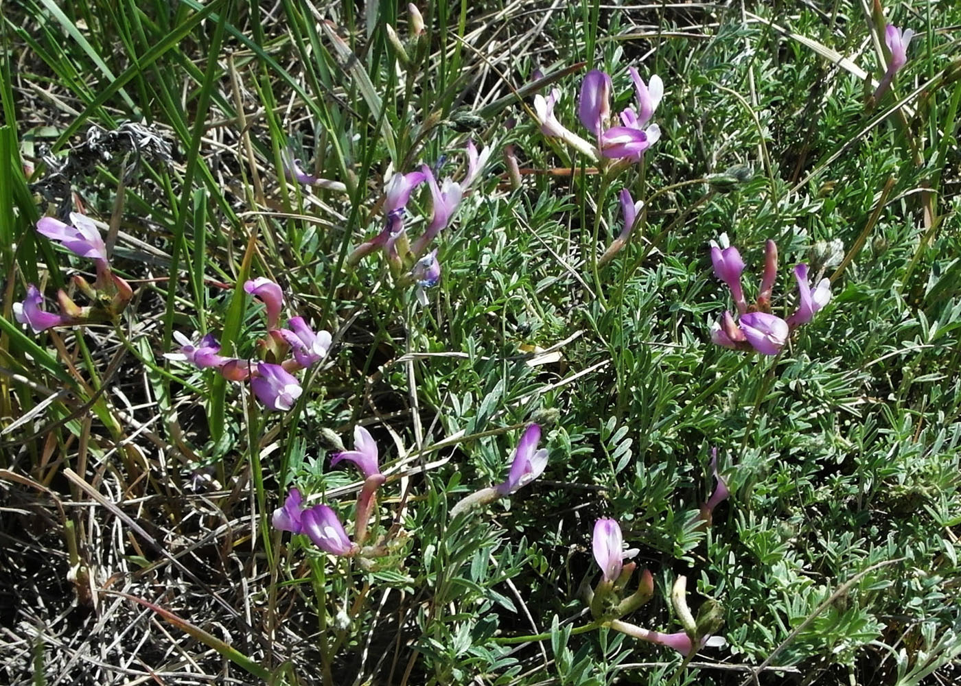 Изображение особи Astragalus macropus.