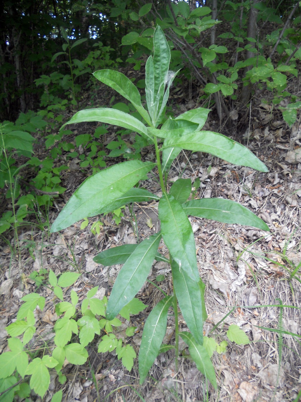 Image of Cirsium setosum specimen.